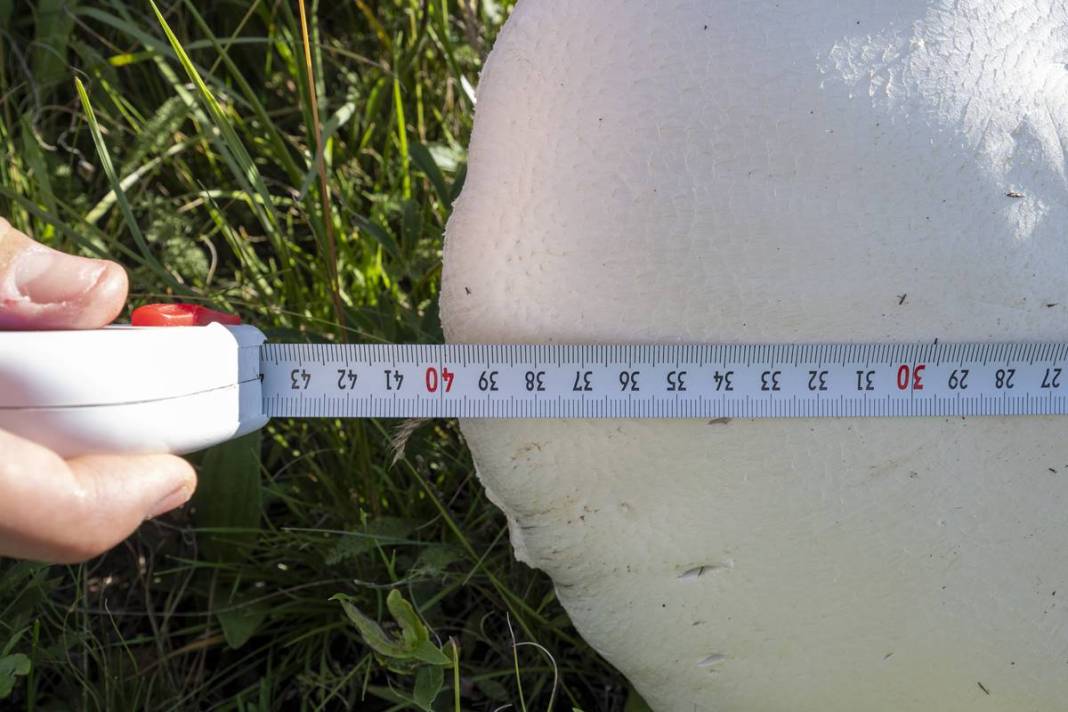 Yağmurdan sonra şaşırtan manzara: Böylesi görülmedi! 40 cm çapında, köylüler bile hayrete düştü 2